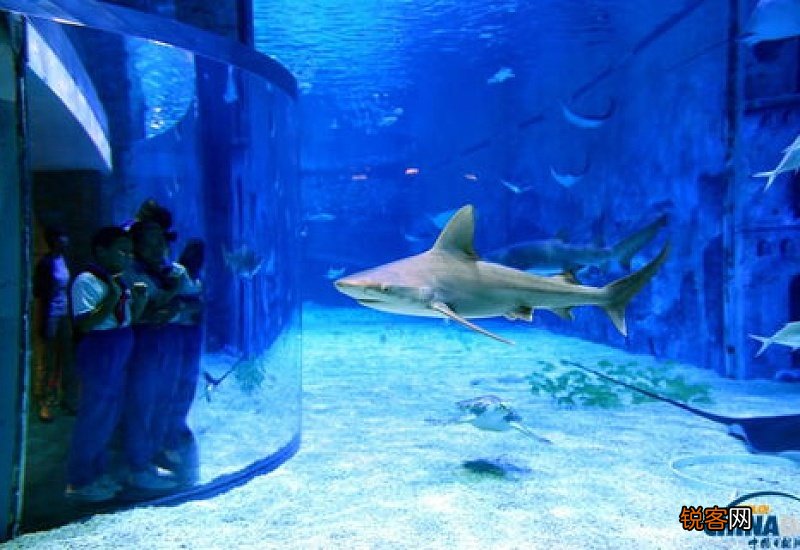 北京海洋馆有鲨鱼吗