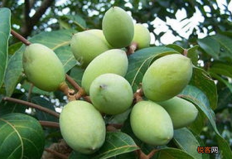 北方能种橄榄树么 北方能种橄榄树么冬天