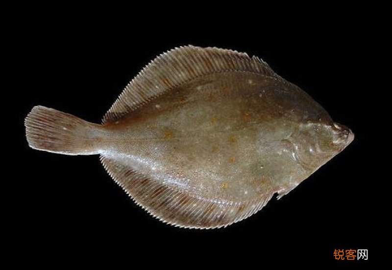 比目鱼有什么营养价值 比目鱼有什么功效