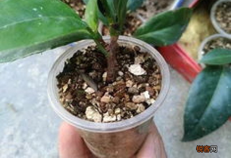 扦插的茶花什么时候可以移栽