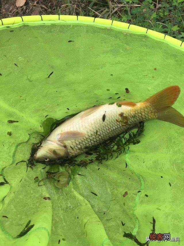 各位大师,能不能推荐一款比较好用的台钓主线和子线呀？