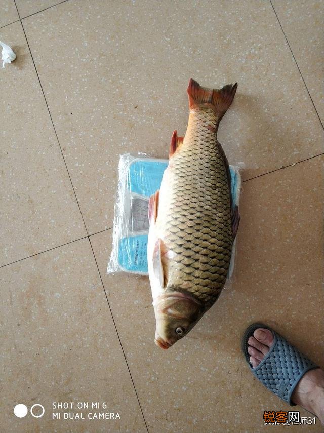 各位大师,能不能推荐一款比较好用的台钓主线和子线呀？