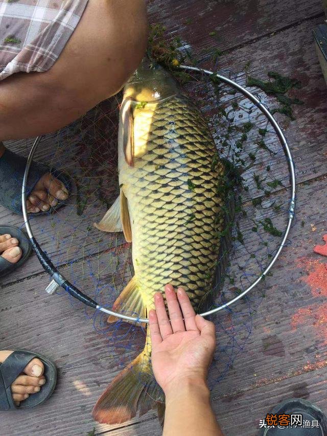 各位大师,能不能推荐一款比较好用的台钓主线和子线呀？