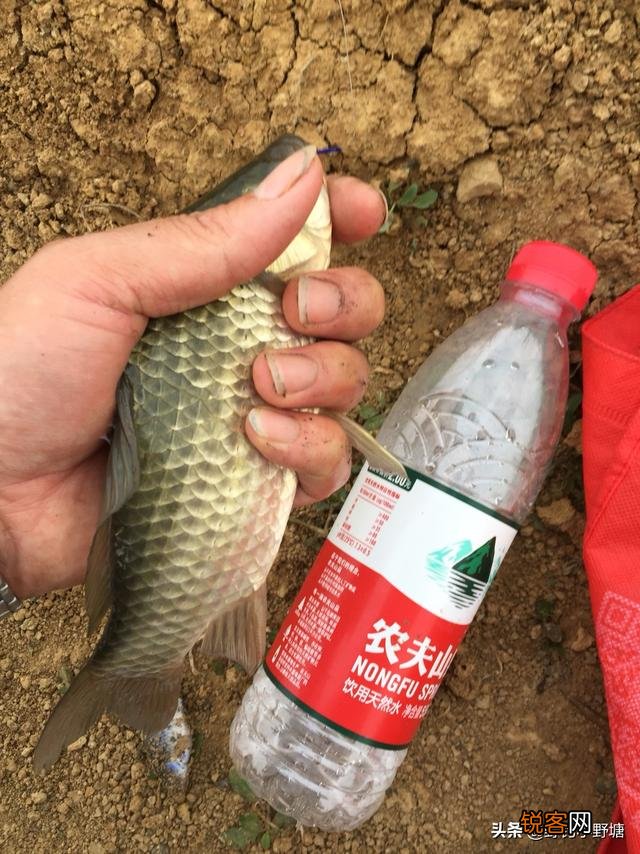 钓鱼用的长竿哪种好？