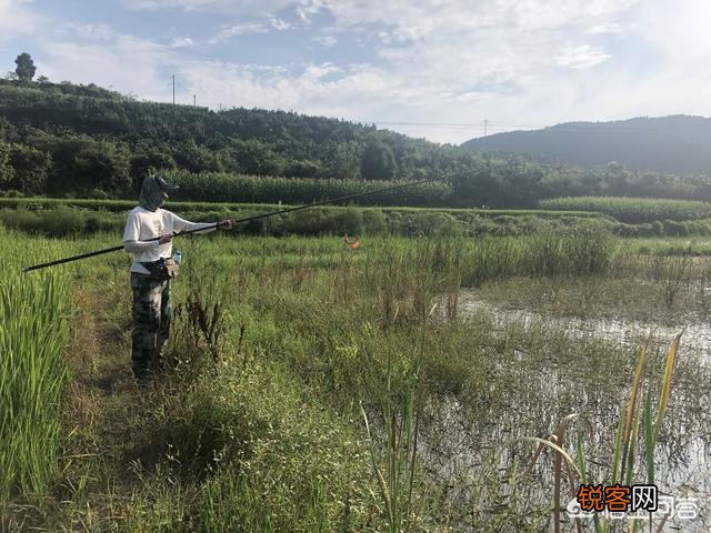 传统竿应该选什么牌子的？