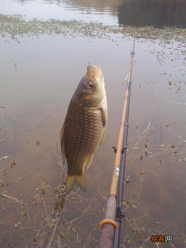 如何选一支好用的台钓竿？