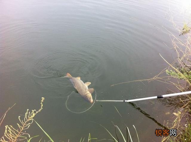 如何选一支好用的台钓竿？