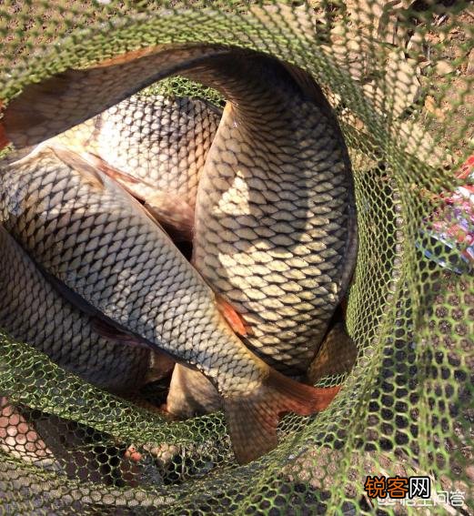 200元鱼竿哪款好？