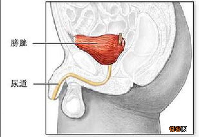膀胱经络通了尿多吗