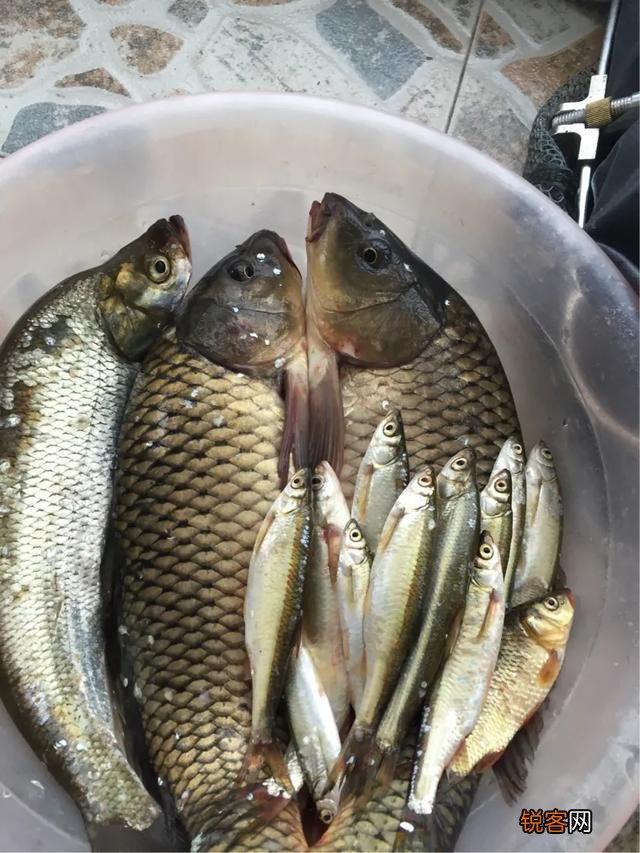 二百元左右台钓竿什么品牌性价比高？