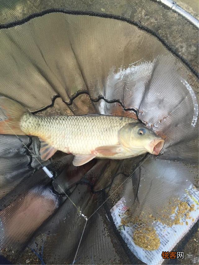 二百元左右台钓竿什么品牌性价比高？