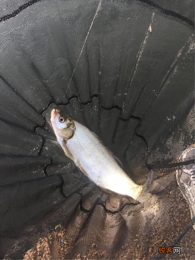 二百元左右台钓竿什么品牌性价比高？