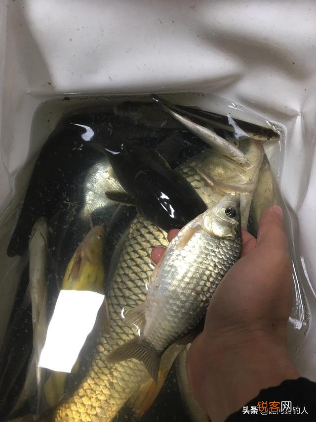 大家用过最好用的四米五台钓竿是什么？