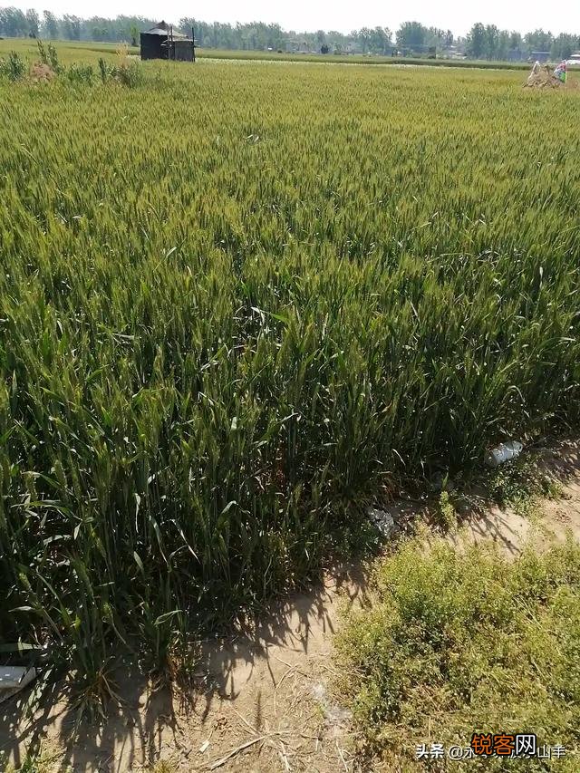 什么农作物可以喂羊？