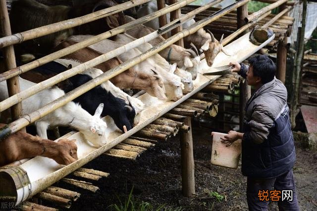 什么农作物可以喂羊？