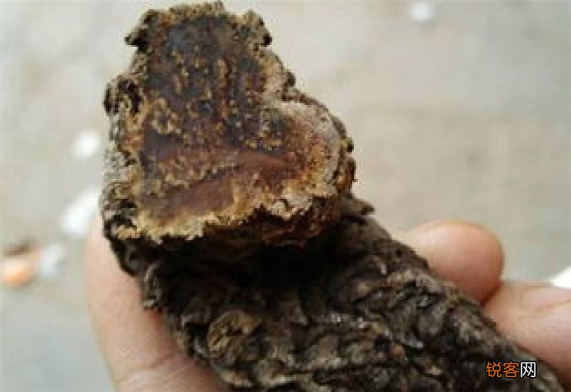 肉苁蓉软的和硬的有什么区别