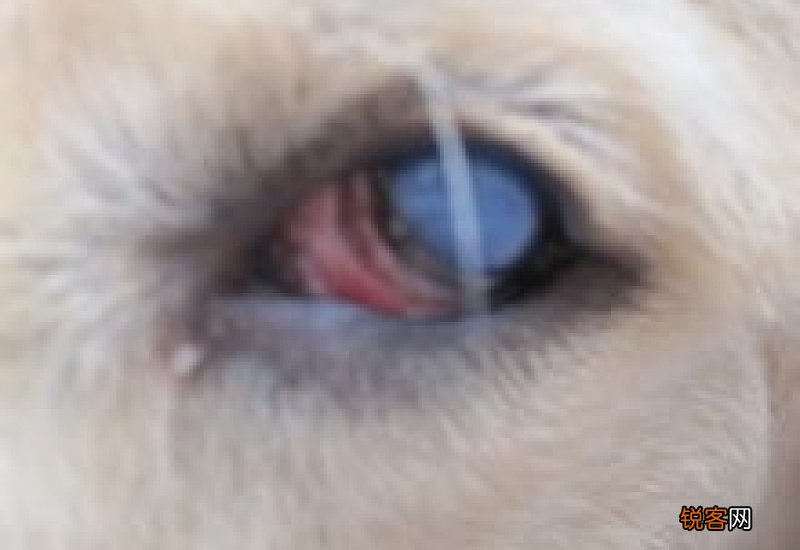 狗狗眼皮红肿怎么办