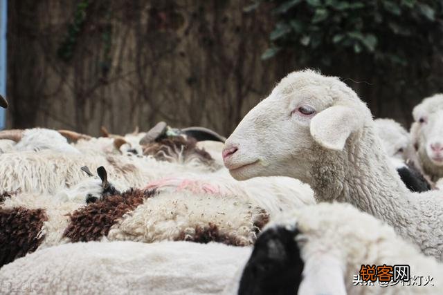 为什么许多养殖户喜欢用草养羊？使用颗粒料不是更容易育肥吗？