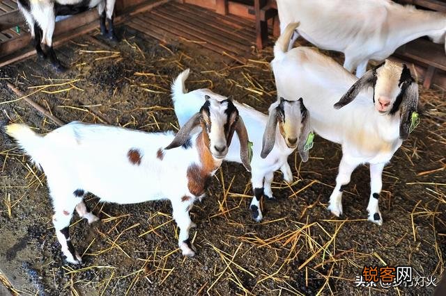 为什么许多养殖户喜欢用草养羊？使用颗粒料不是更容易育肥吗？