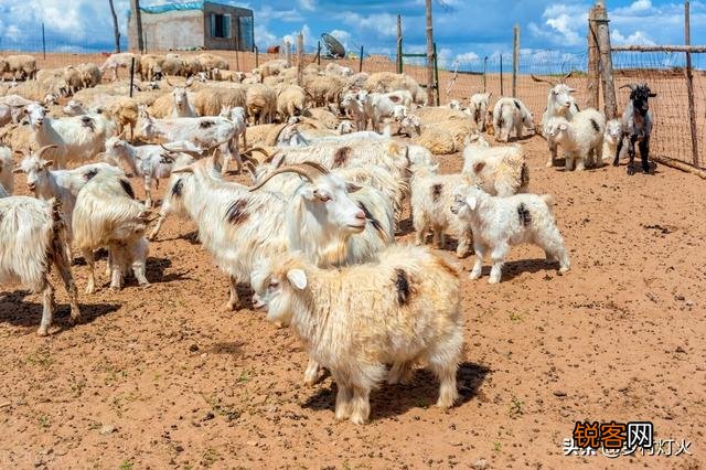 为什么许多养殖户喜欢用草养羊？使用颗粒料不是更容易育肥吗？