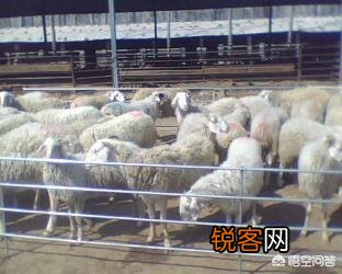 养羊饲料配方青贮、青草、干草、精料配比各是多少？