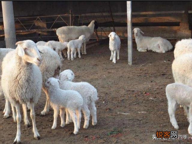 养羊饲料配方青贮、青草、干草、精料配比各是多少？