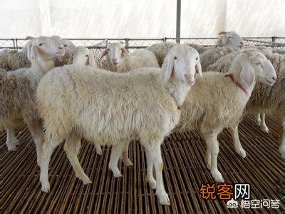 养羊饲料配方青贮、青草、干草、精料配比各是多少？