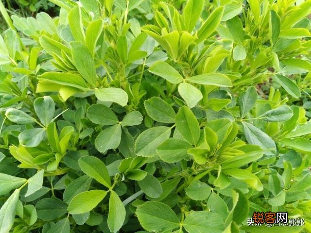 100只羊需要种多少亩紫花苜蓿？