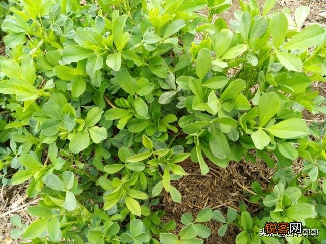 100只羊需要种多少亩紫花苜蓿？