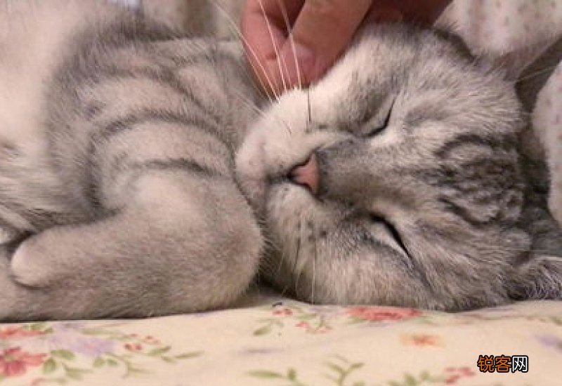 猫为什么不睡猫窝要睡床