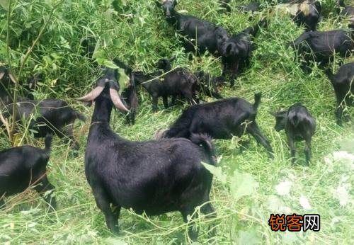 头条网友们南方养羊,什么品种比较好？怎么养？