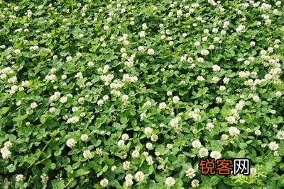 种草养羊划算吗？