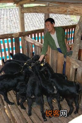 种草养羊划算吗？