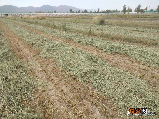 种草养羊划算吗？