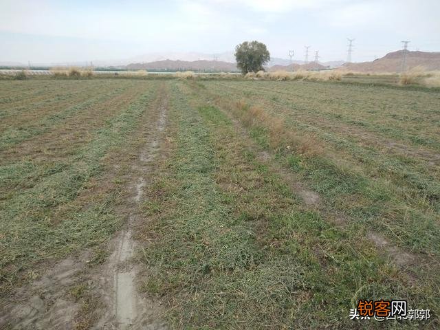 种草养羊划算吗？