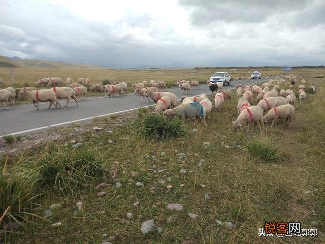 种草养羊划算吗？