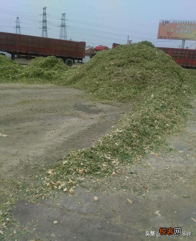 种草养羊划算吗？