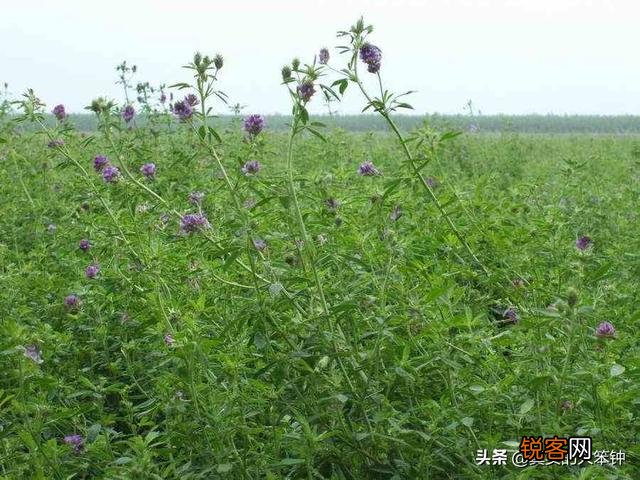 种草养羊划算吗？