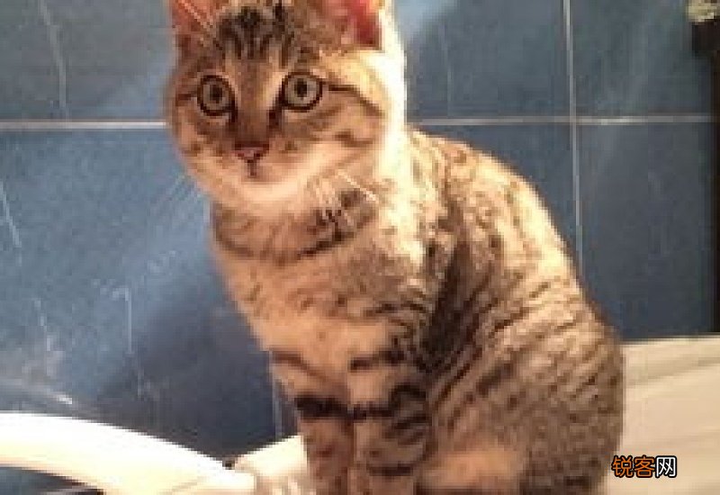 猫咪吃了鸡胸肉全吐了然后吃了猫条又吐了