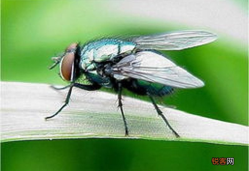 绿头苍蝇怎么来的
