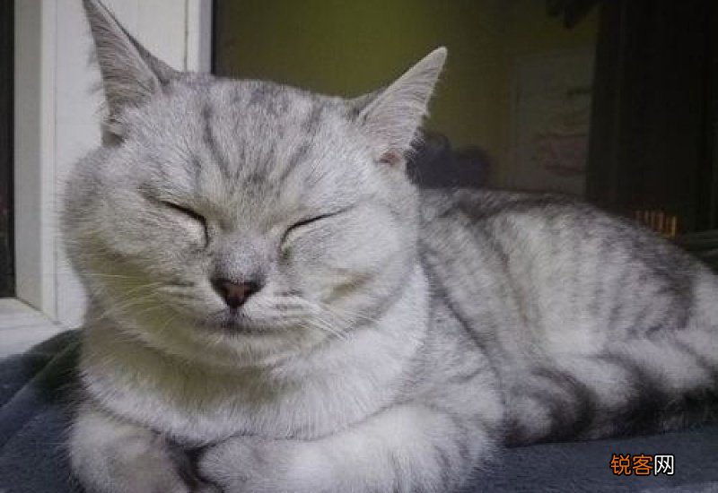 猫眼睛流红褐色分泌物