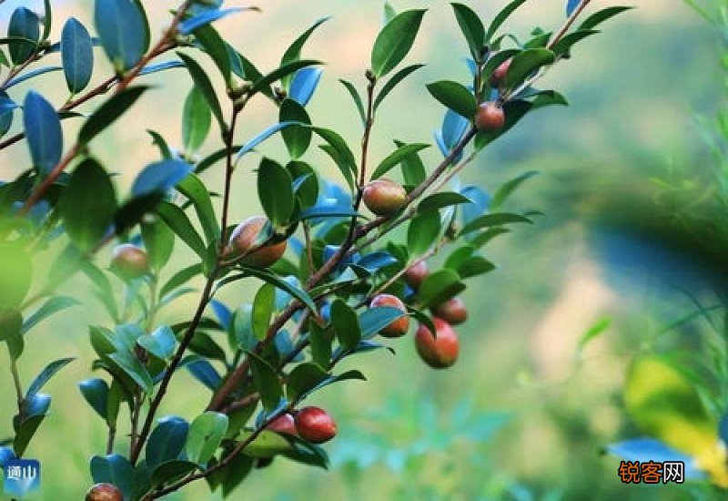 用硕果累累造句,用硕果累累写一句话