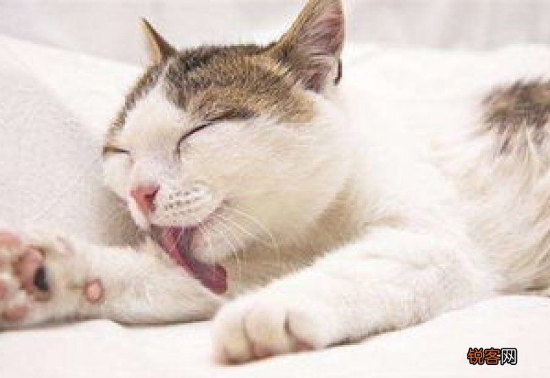 猫咪呕吐的原因以及怎样解决