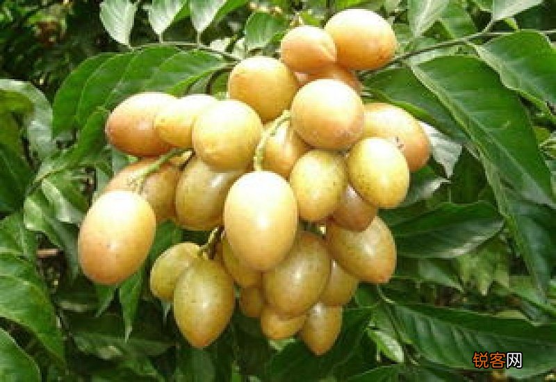 黄皮果对胃好吗