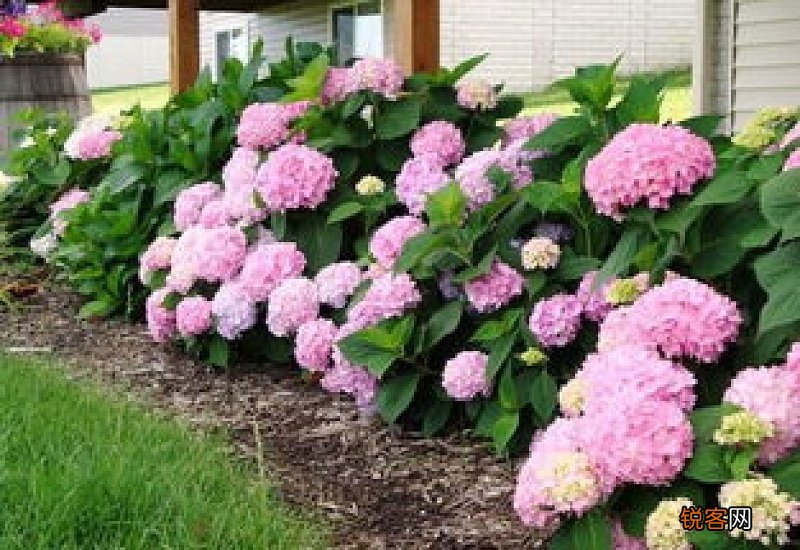 洋绣球花什么时候扦插好