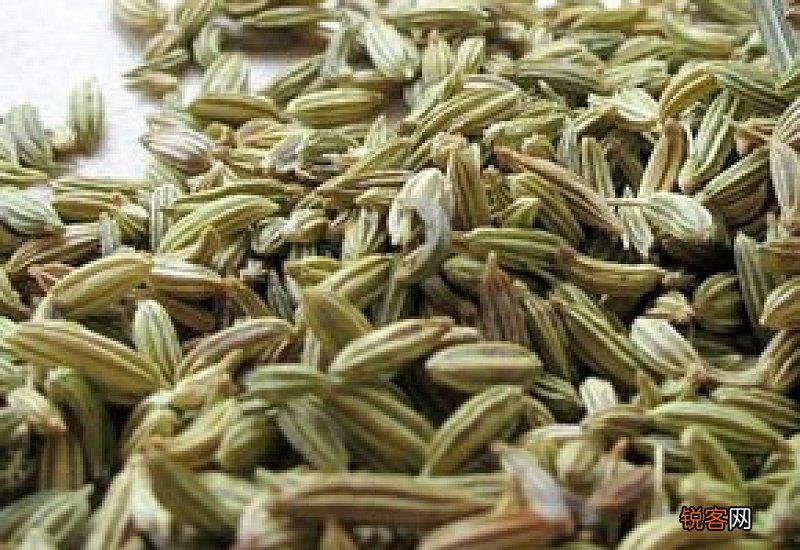 茴香种子几天发芽