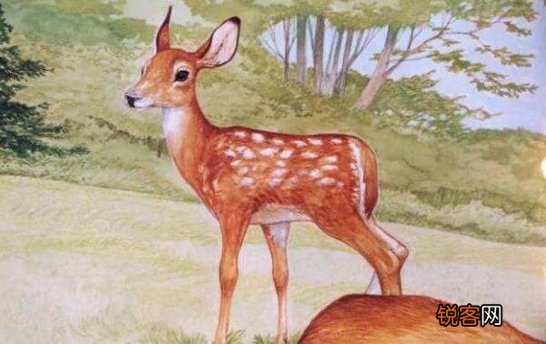 白尾鹿是国家几级保护动物 白尾鹿出名的原因是什么