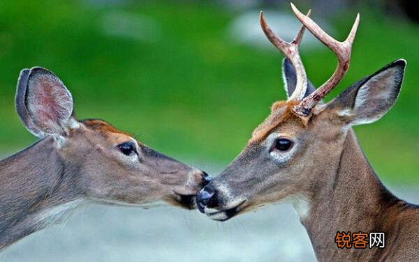 白尾鹿是国家几级保护动物 白尾鹿出名的原因是什么