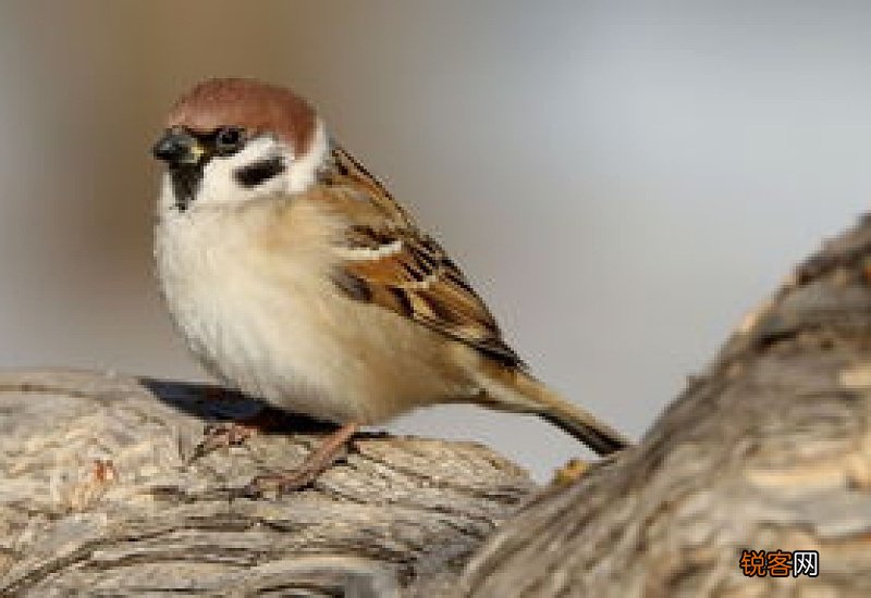 麻雀不吃东西怎么办