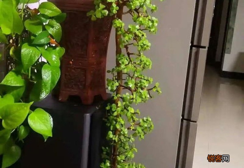 小金枝玉叶怎么造型